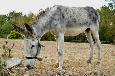 Horse standing on field against sky