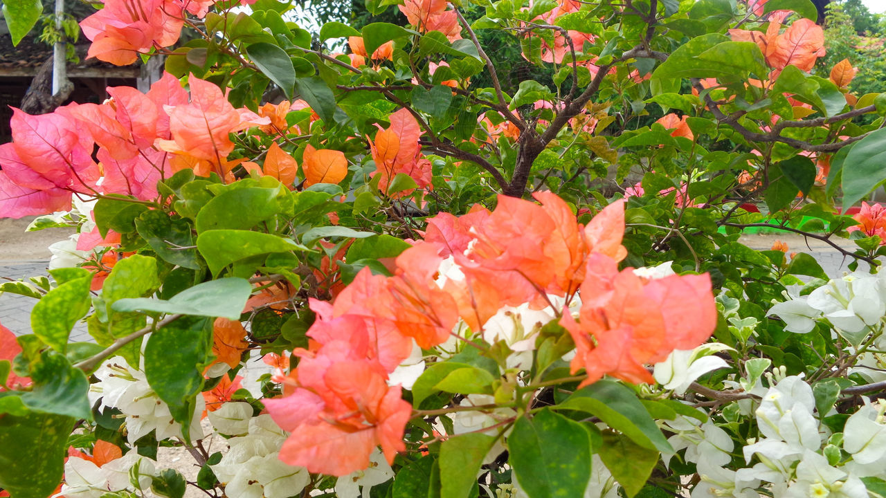 CLOSE-UP OF ORANGE FLOWERS ON PLANTS