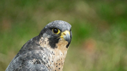 Close-up of eagle against blurred background