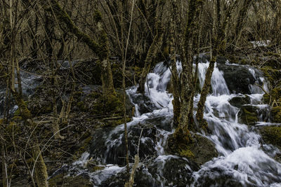 Scenic view of waterfall in forest