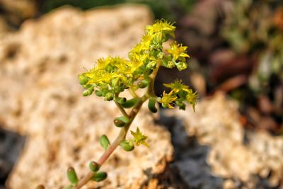 Close-up of yellow flowering plant on field