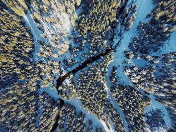 Snow covered forest from above