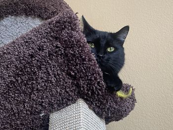 Portrait of black cat relaxing on cat tree