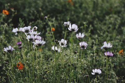 Close-up of white flowering plants on field