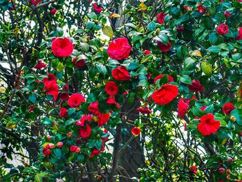 Pink flowers blooming in park