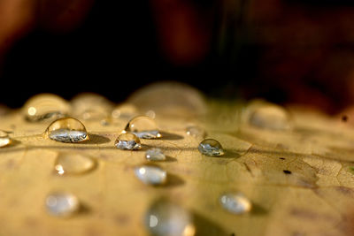 Close-up of water drops on leaf