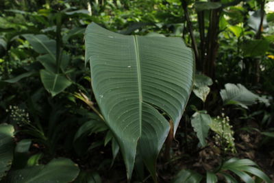 Close-up of leaf