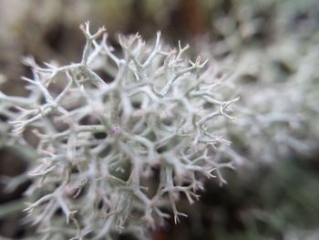 Close-up of cactus flower