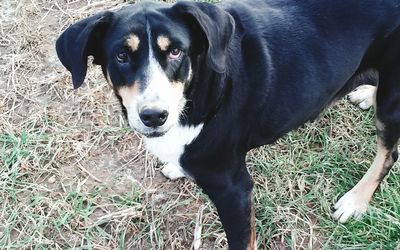 Portrait of dog on field