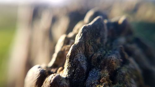 Close-up of leaf outdoors