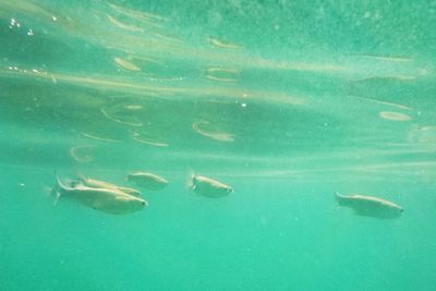 Close-up of fish swimming in water