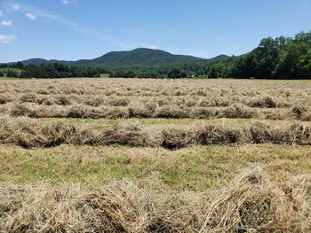 Scenic view of field against sky