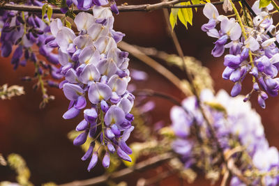 Wisteria in bloom, england, may 2021