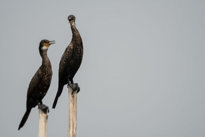Low angle view of bird perching on wooden post against sky