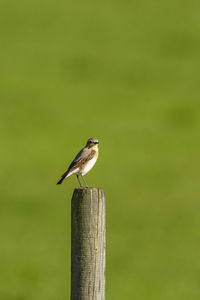 Bird perching on wooden post