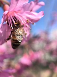 Close-up of honey bee pollinating on pink flower