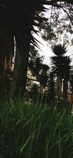 Palm trees against sky