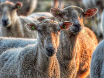 Close-up portrait of sheep