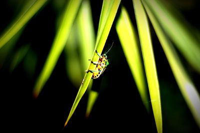 Close-up of insect on grass