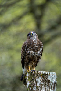Close-up of bird perching on wooden post