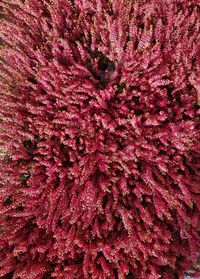 Full frame shot of pink flowering plant