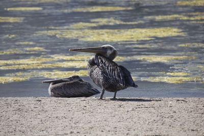 Mallard duck on the beach