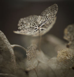 Close-up of dried plant