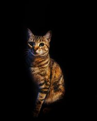 Portrait of tabby cat against black background