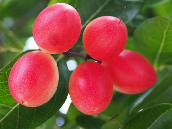 Close-up of cherries growing on plant