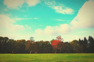 Bird flying over trees against sky