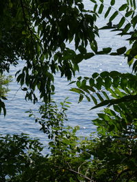 High angle view of leaves floating on lake