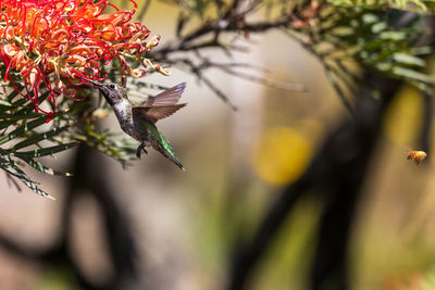 Close-up of bird on flower