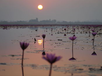 Scenic view of lake against sky during sunset