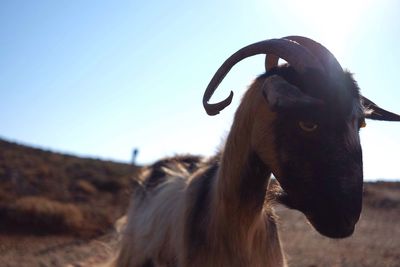 Extreme close-up of goat