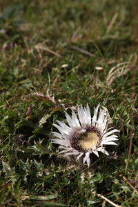 Close-up of white daisy flower on grassy field