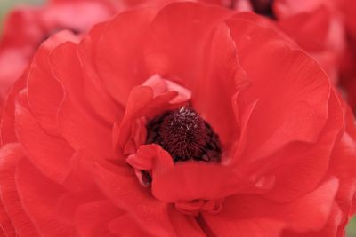 Close-up of red flower