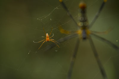 Close-up of spider on web