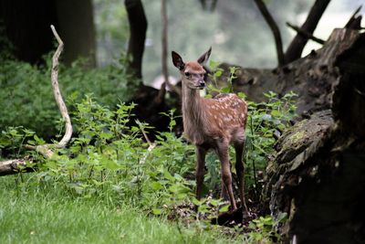 Deer standing on field