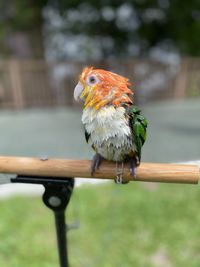 Close-up of parrot perching on branch