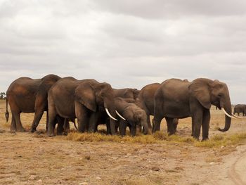 Elephants walking on field against sky