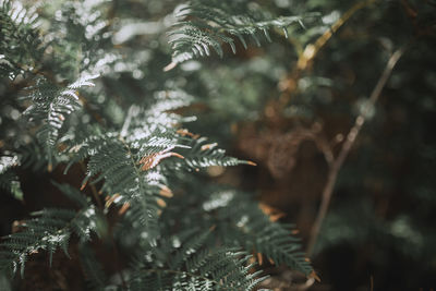 Close-up of pine tree