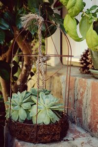 Close-up of potted plant