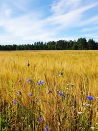 Crop field with blue flowers and sky