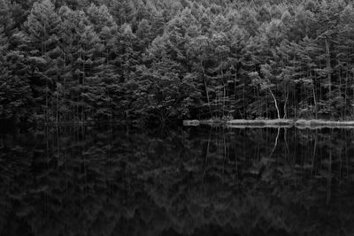 Reflection of trees in lake