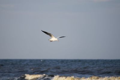 Seagull flying over sea against clear sky