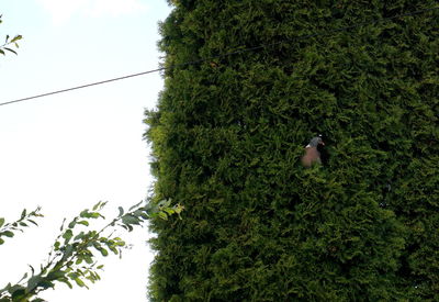 Low angle view of bird perching on tree against sky