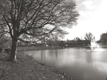 Reflection of trees in water