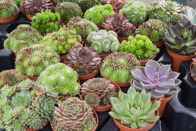 High angle view of potted plants at market