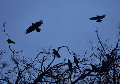 Low angle view of silhouette birds flying in sky