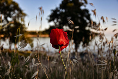 Close-up of red poppy flower on field